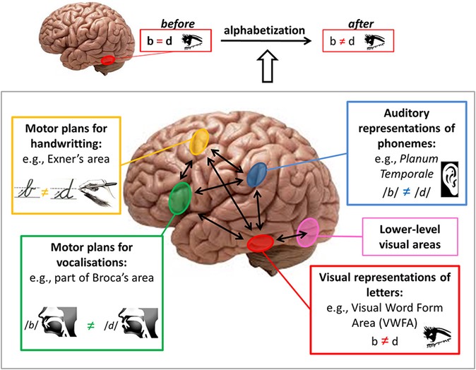 Brain pathways for mirror discrimination learning during literacy acquisition